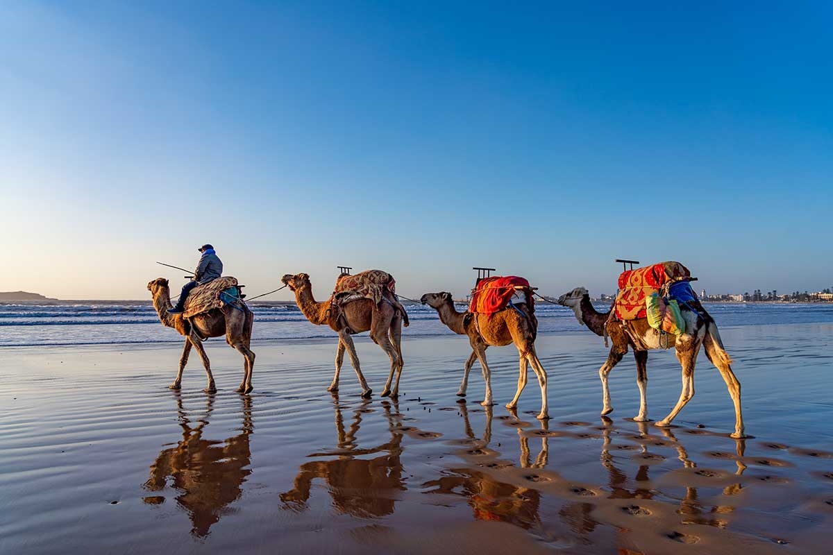 Morocco Camels Agadir Beach